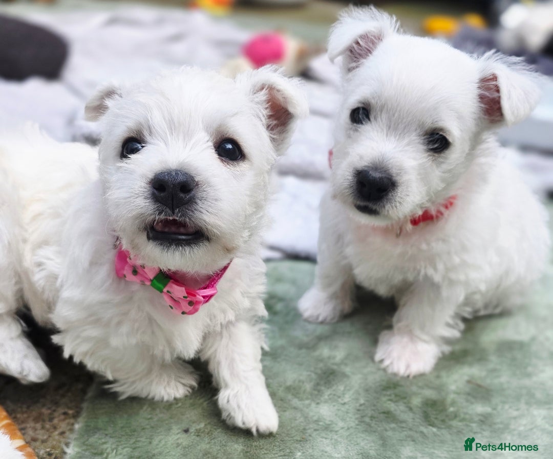 West Highland Terrier dogs for sale: Beautiful Westhighland Terrier Puppies  - Image 15