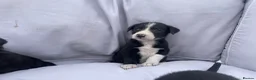 Mixed Breed dogs for sale: Working dogs - Advert 6