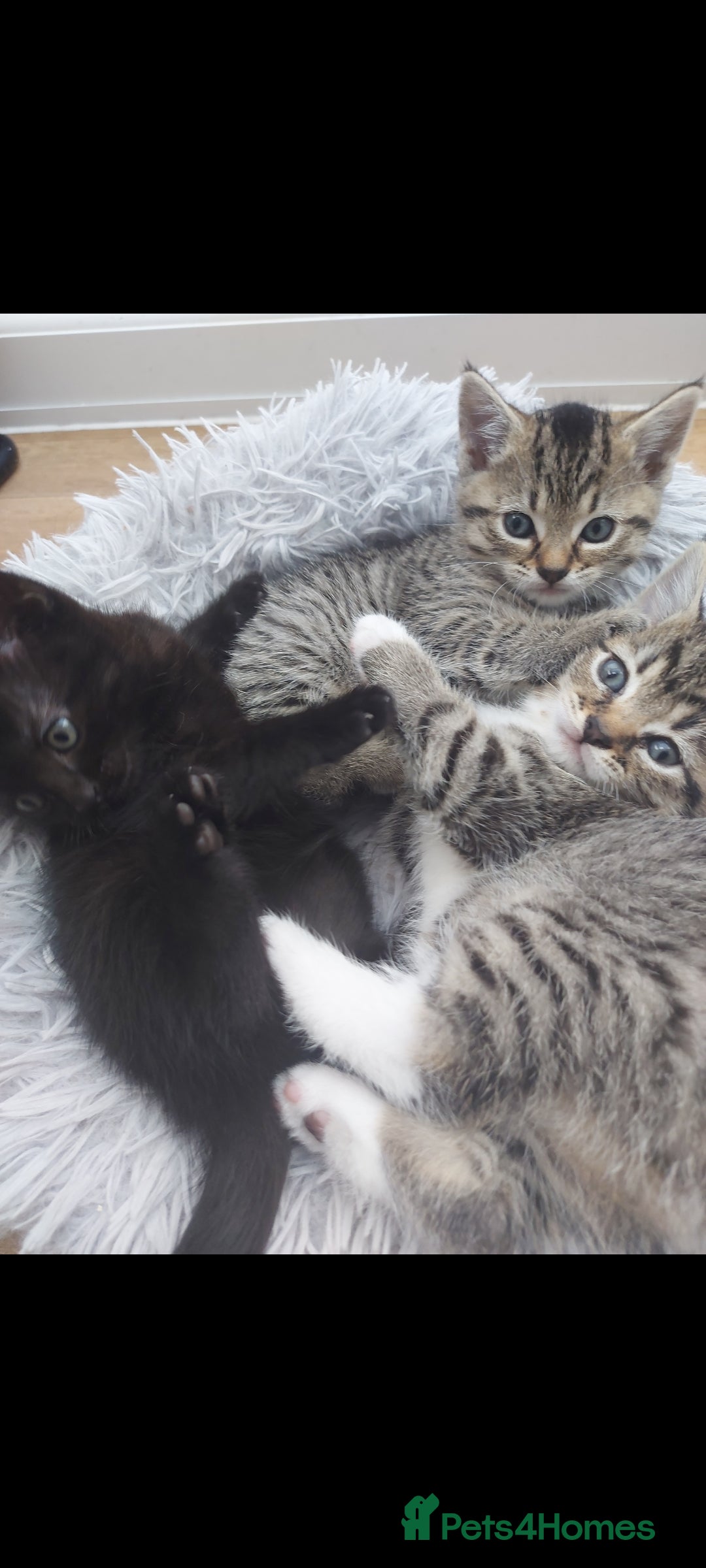 Mixed Breed cats for sale: Beautiful kittens 🥰 - Advert 3