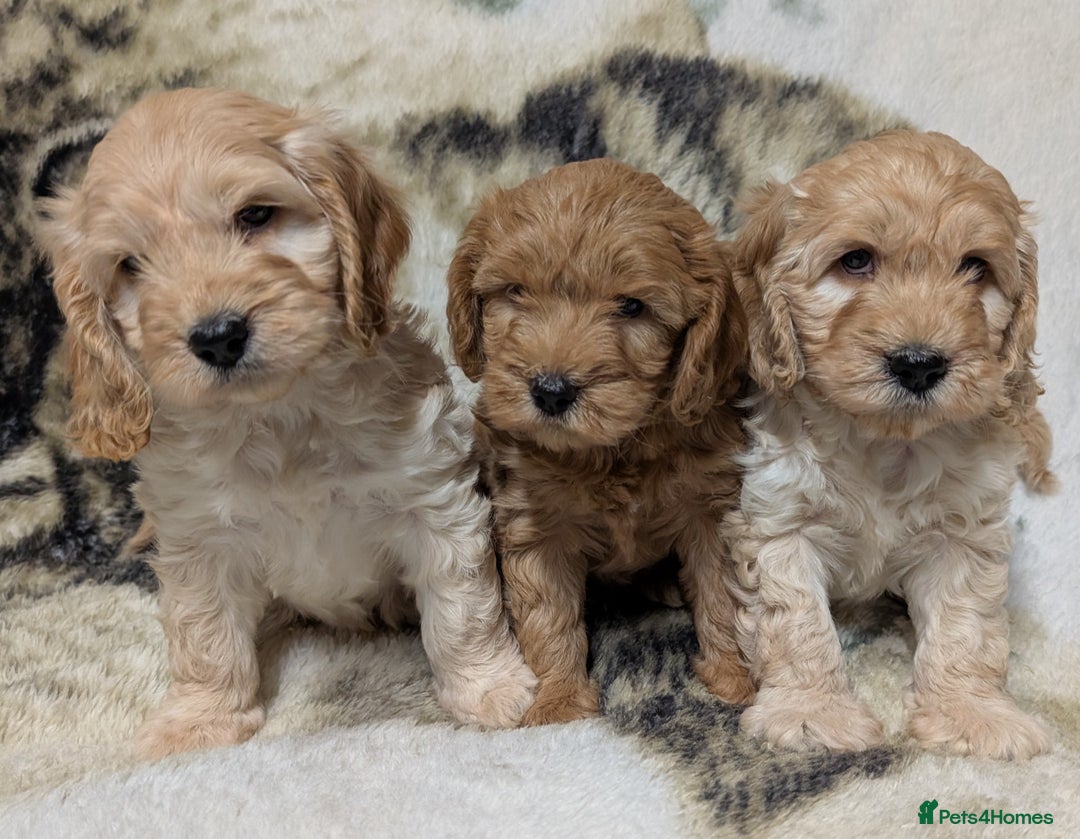 Cockapoo dogs for sale: Beautiful F1 Cockapoo puppies DNA clear - Image 18