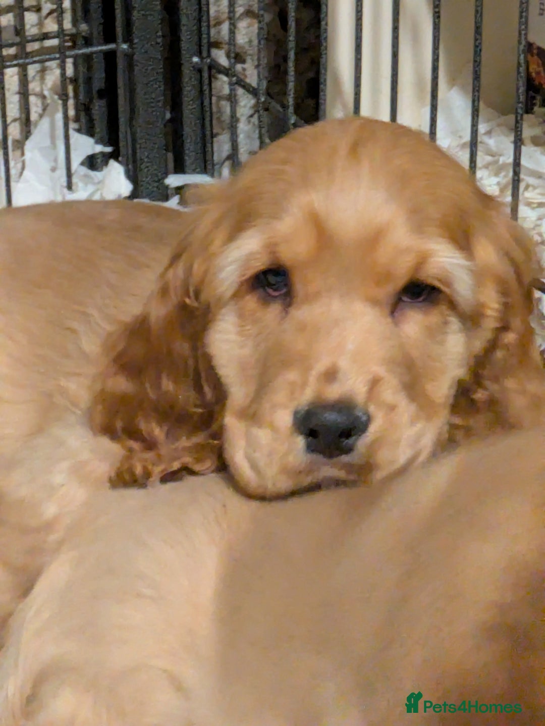 Cocker Spaniel dogs for sale: Gorgeous Gold & Solid Blk Show Boy Pups Available! - Advert 3