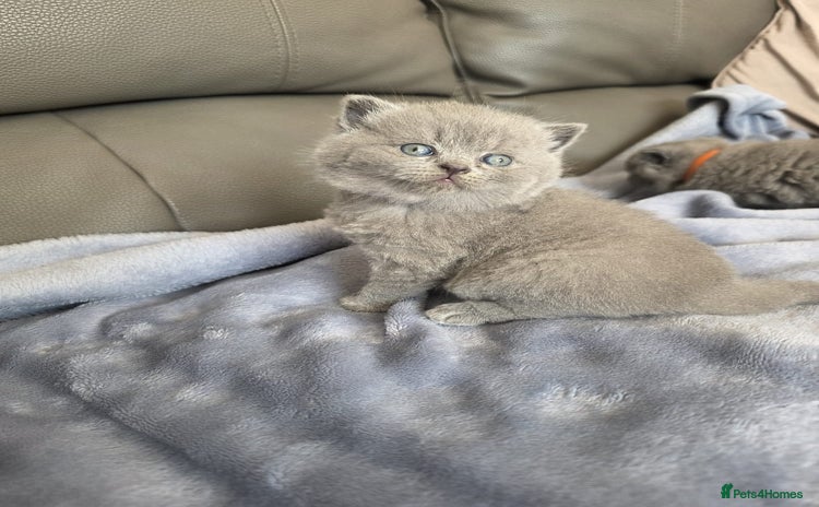 British Shorthair cats - Advert 16