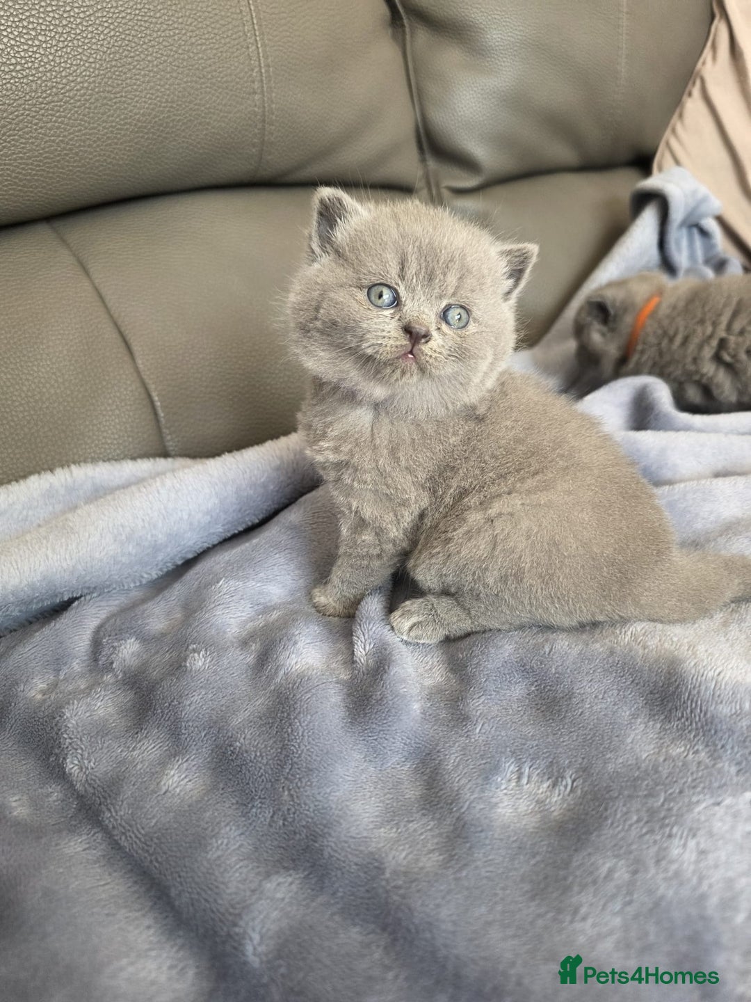 British Shorthair cats for sale: British blue shorthair kittens  - Image 1