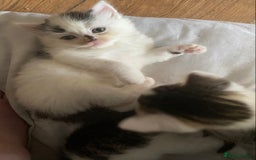 Maine Coon cats for sale: SORRY SOLD!!💜xxxx - Image 17
