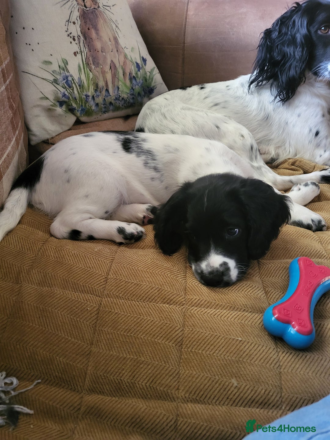 English Springer Spaniel dogs for sale: English springer spaniel pups  - Advert 5