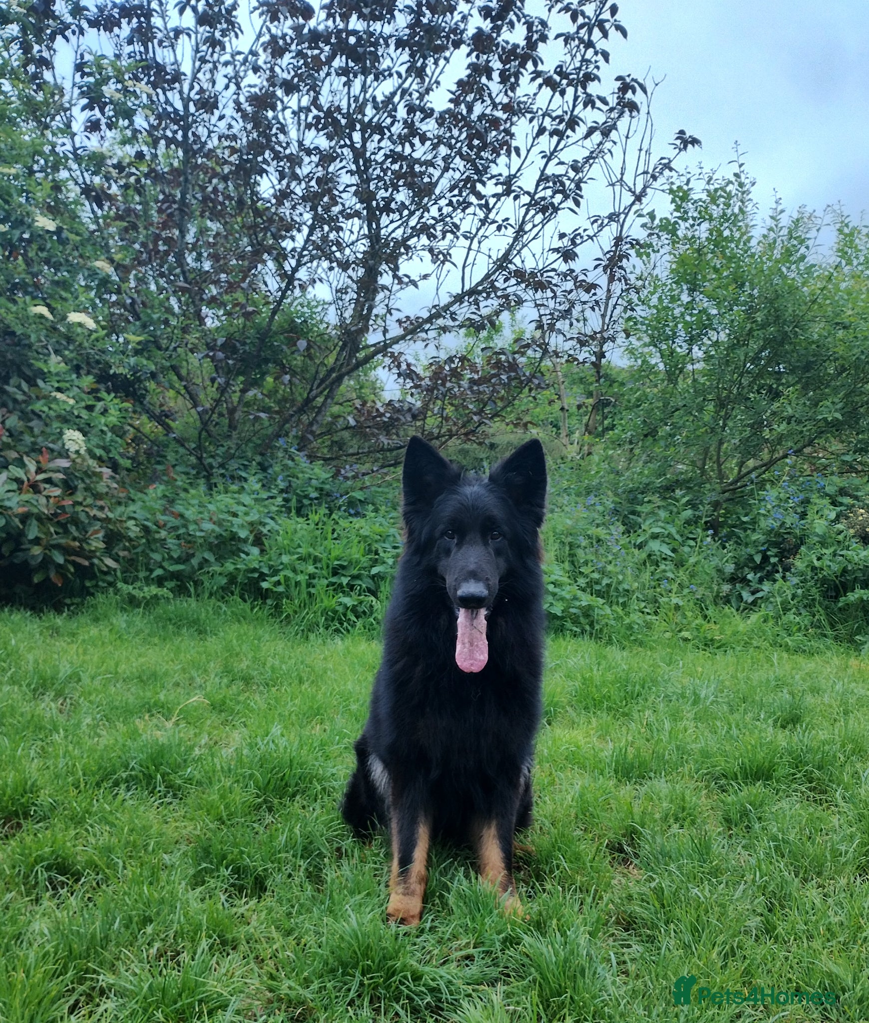 German Shepherd dogs Black and Tan Longhaired GSD male. KC Reg - Advert 12
