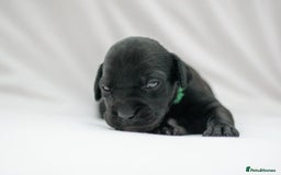 Mixed Breed dogs for sale: Bullador puppies - Image 5