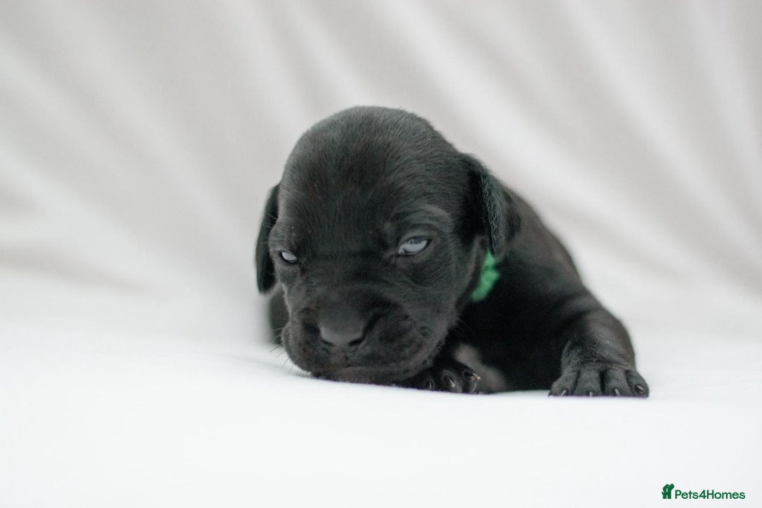 Mixed Breed dogs for sale: Bullador puppies - Image 5