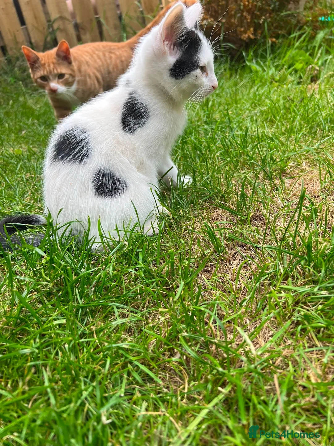 Mixed Breed cats for sale: Persian/siamese - Advert 2