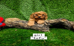 Cavapoo dogs for sale: TOY F1 RED CAVAPOOS extensivly dna clear. - Image 4