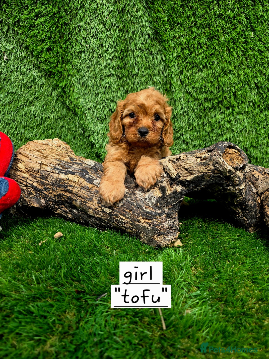 Cavapoo dogs for sale: TOY F1 RED CAVAPOOS extensivly dna clear. - Image 4