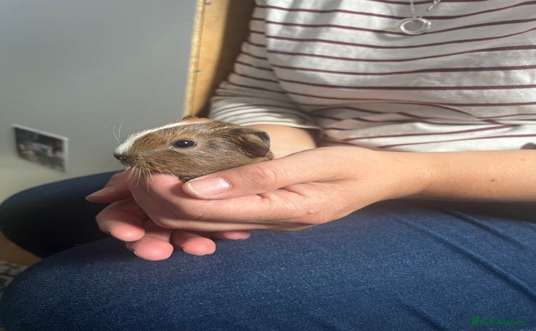 Guinea Pig rodents - Advert 4