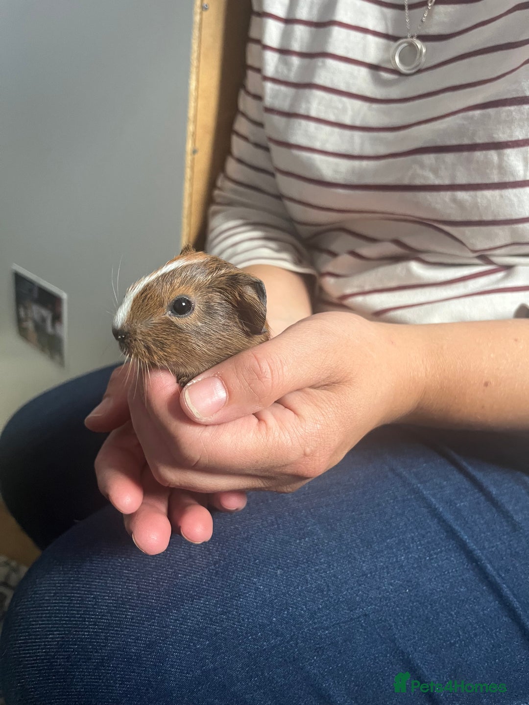 Guinea Pig rodents for sale: Female Guniea pig 2x - Image 1