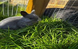 Netherland Dwarf rabbits for sale: Pure neverland dwarf babies  - Image 4