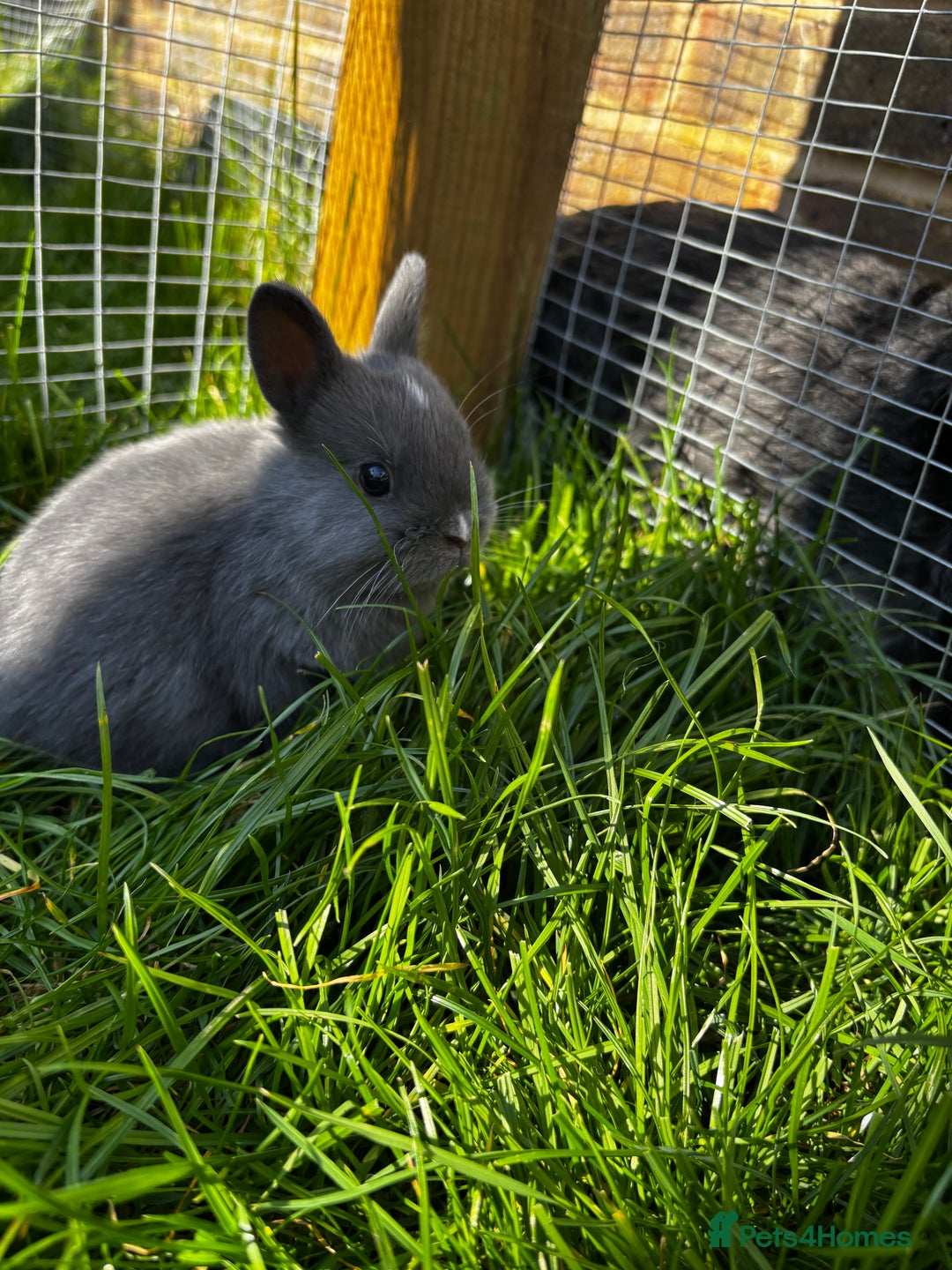 Netherland Dwarf rabbits for sale: Pure neverland dwarf babies  - Image 4