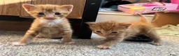 Mixed Breed cats for sale: 3 beautiful kittens  - Advert 1