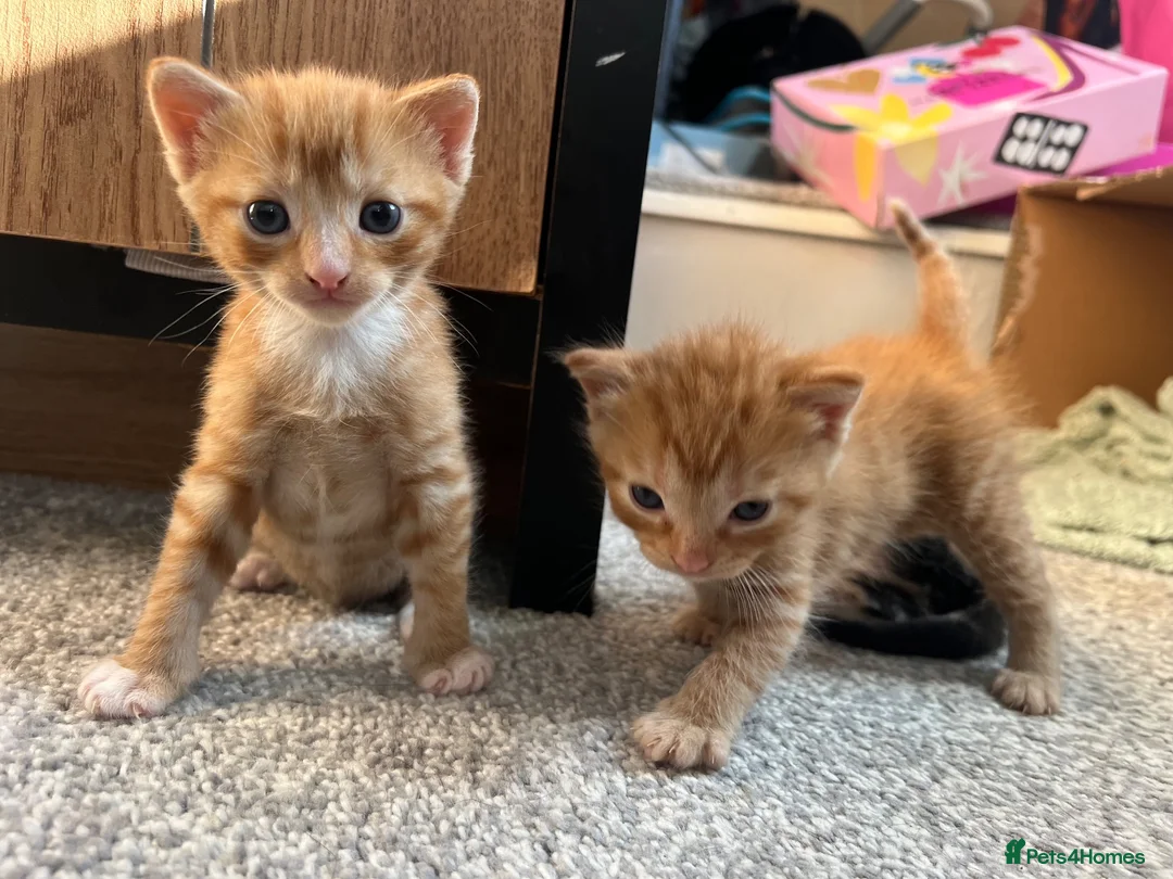 Mixed Breed cats for sale: 3 beautiful kittens  - Advert 1