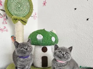 British Shorthair cats British Shorthair Kittens - Advert 1