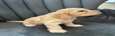Pip