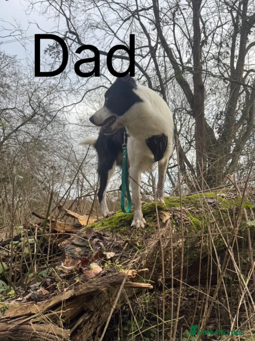 Mixed Breed dogs for sale: Double Doodle X Border Collie puppies - Advert 21