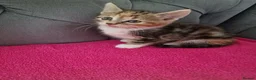 Mixed Breed cats for sale: 5 gorgeous kittens - Advert 7