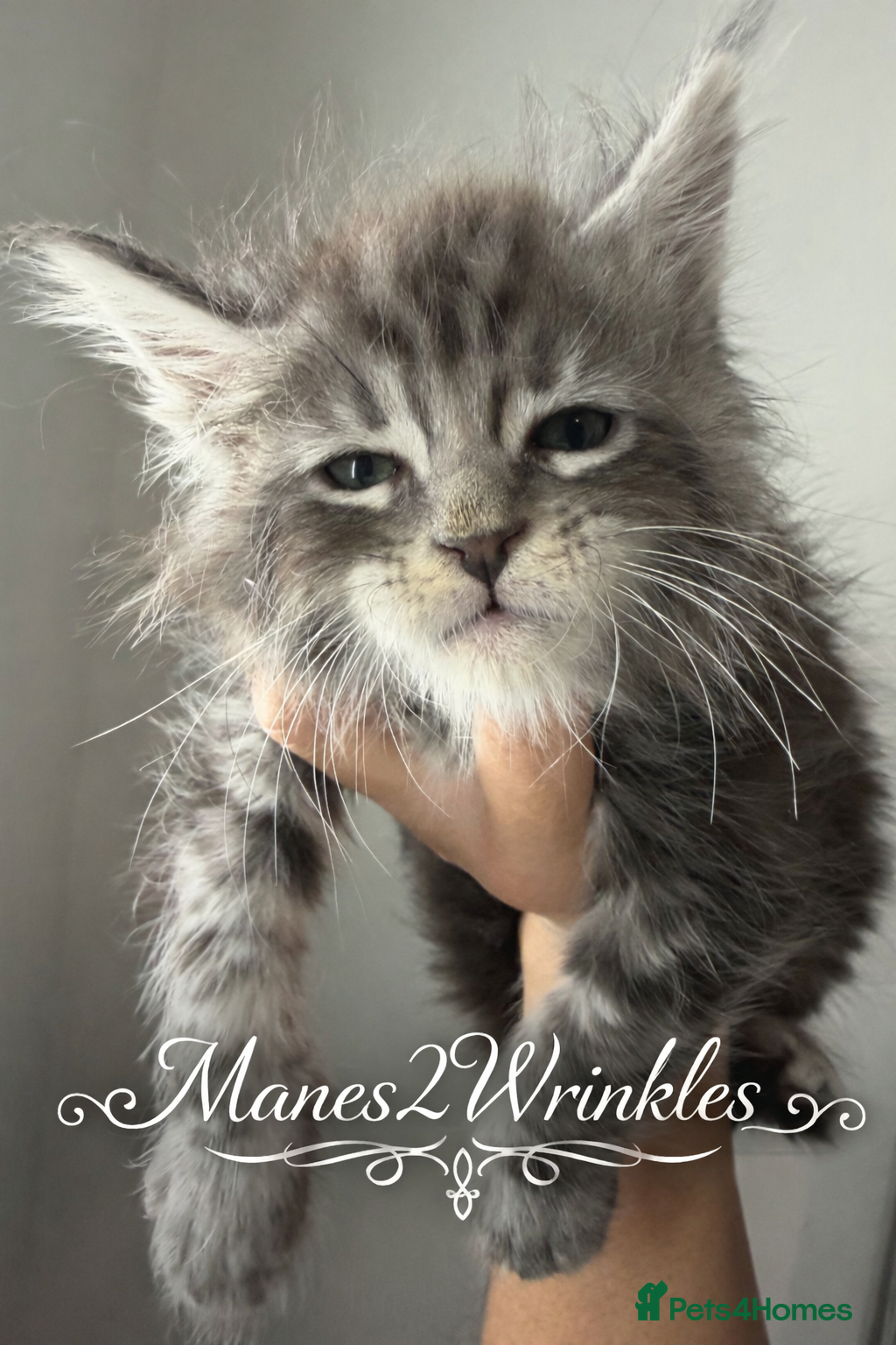 Maine Coon cats Full Mainecoon kittens - Advert 7