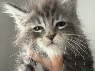 Maine Coon cats Full Mainecoon kittens - Advert 7