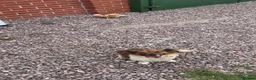 Mixed Breed dogs for sale: Dogs  - Advert 4