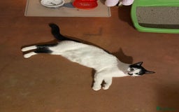 British Shorthair cats for sale: Kittens for sale !! Loving and playful  - Image 18