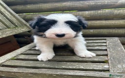 Mixed Breed dogs for sale: Border collie cross/bearded collie puppies  - Image 25