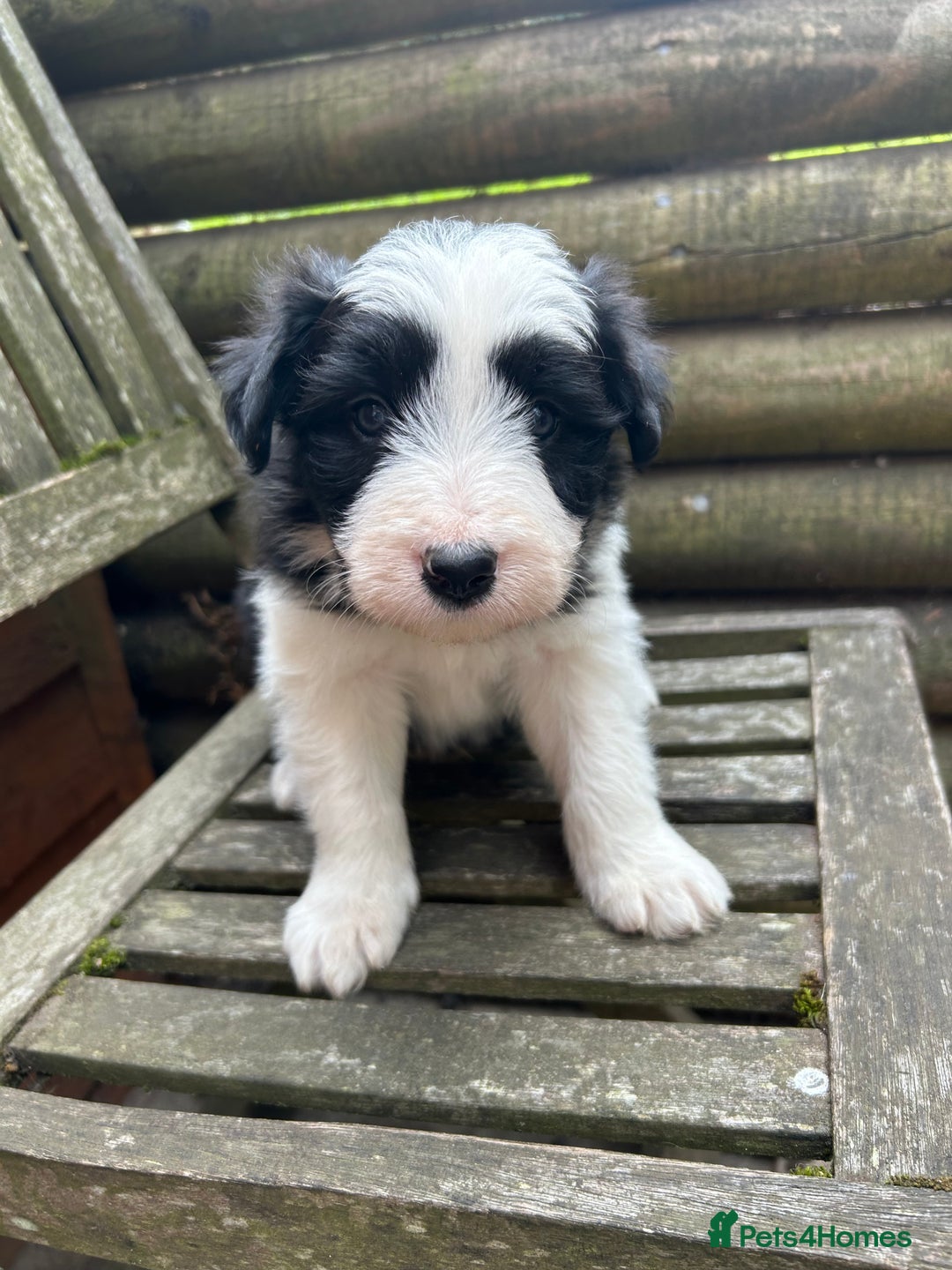 Mixed Breed dogs for sale: Border collie cross/bearded collie puppies  - Image 25