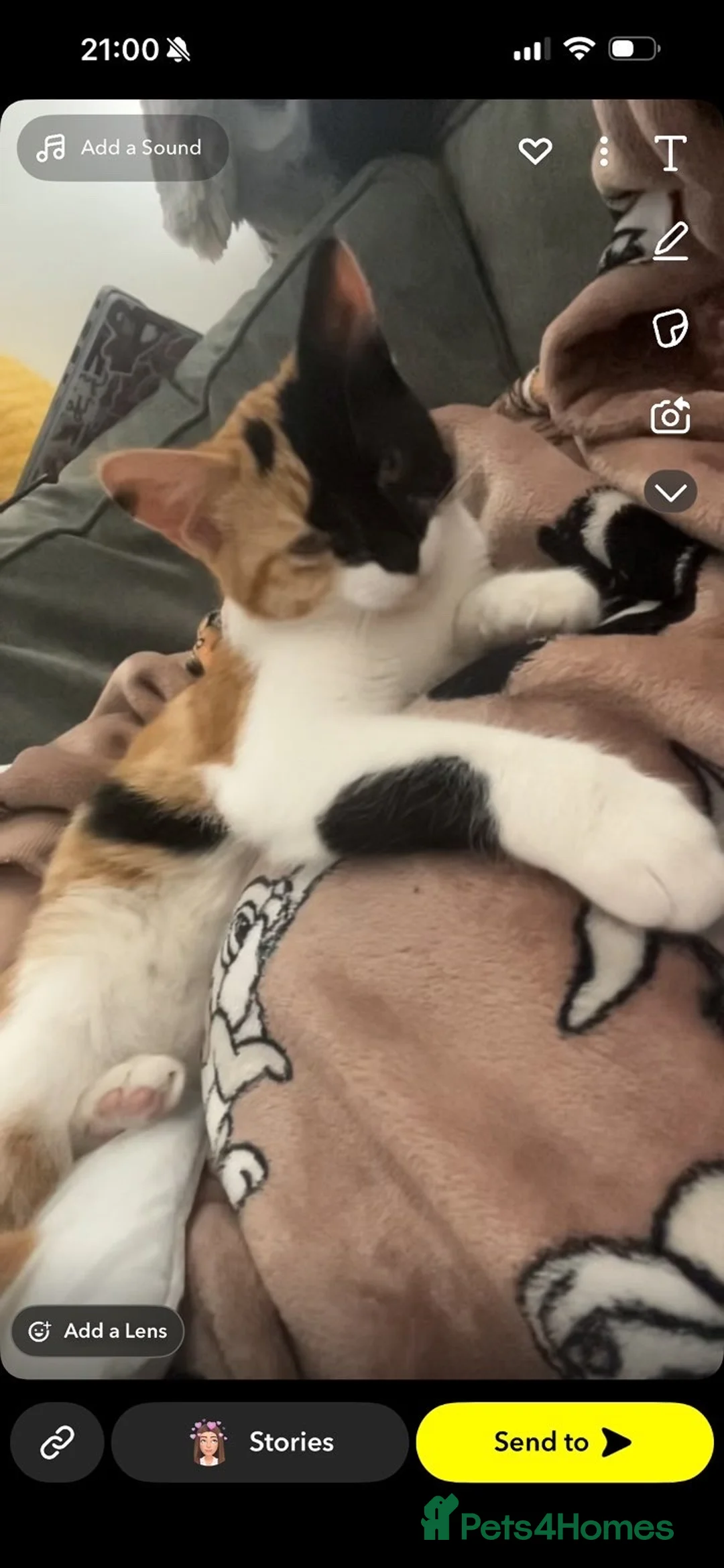 Mixed Breed cats for sale: Gorgeous grey and white tabby kitten    - Advert 4