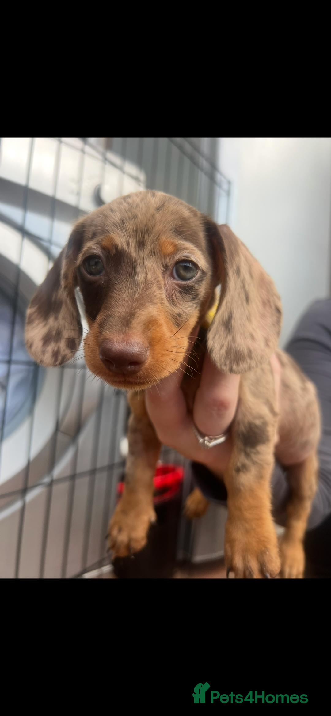 Dachshund dogs for sale: READY TO GO Dachshund Puppies dapple+chocolate - Image 32