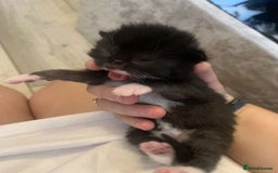 Mixed Breed cats for sale: 5 beautiful kittens for sale - Image 3