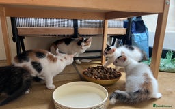 Mixed Breed cats for sale: Calico kittens for sale - Image 5