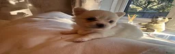 Pomchi dogs for sale: Chihuahua x Pomeranian Puppies - Advert 12