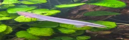 Other/Mixed Breed fish for sale: Bircher  - Advert 1