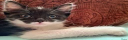 Domestic Shorthair cats for sale: Beautiful baby kitten, ready to leave - Advert 8