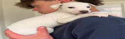 Italian Greyhound dogs for sale: 🐾Stunning cream kc registered iggys🐾 - Advert 6