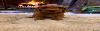 Cockapoo 1