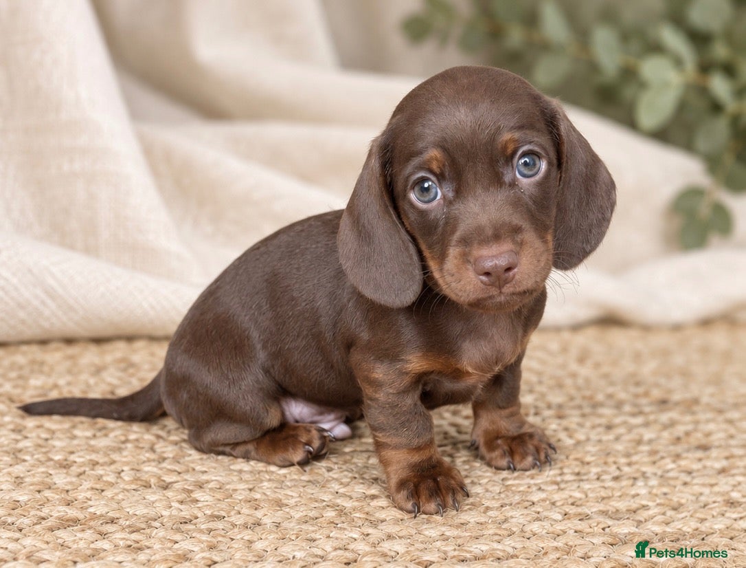 Miniature Dachshund dogs Miniature Smooth-Haired Dachshund Puppies Puppies - Advert 1
