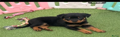 Rottweiler 2