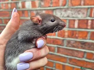 Rat rodents Male and female rats ready to leave - Advert 1