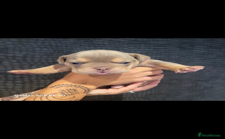 Olde English Bulldogge dogs - Advert 1