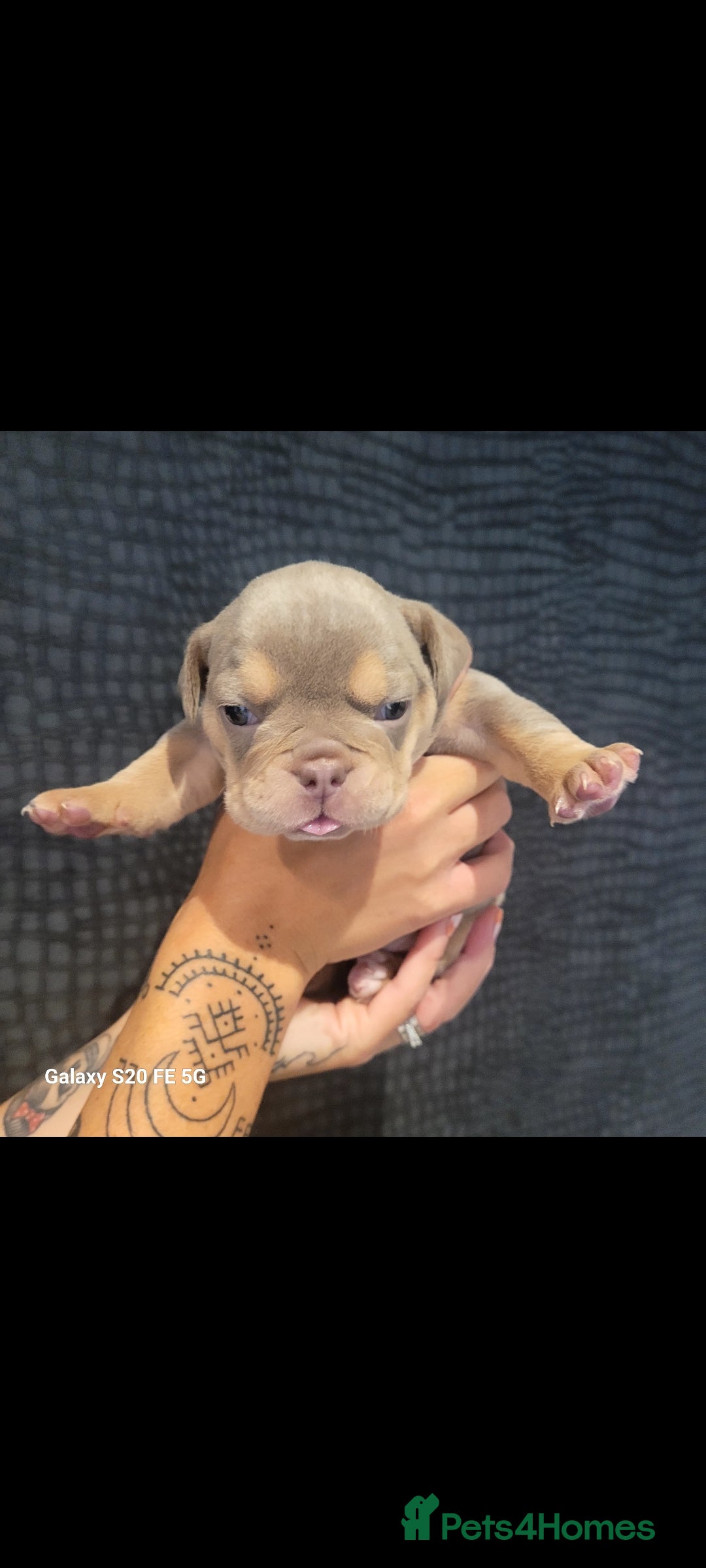 Olde English Bulldogge dogs for sale: Old English Bulldog Puppies - Image 1