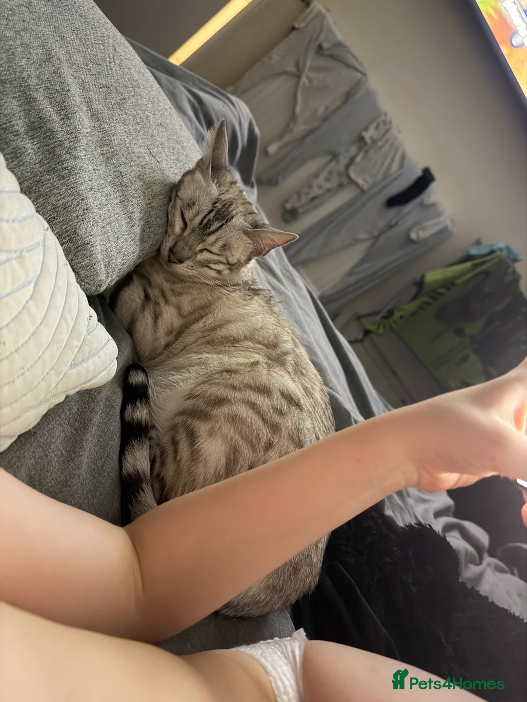 Bengal cats for sale: Bengal kittens  - Advert 1