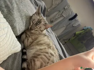 Bengal cats Bengal kittens - Advert 1