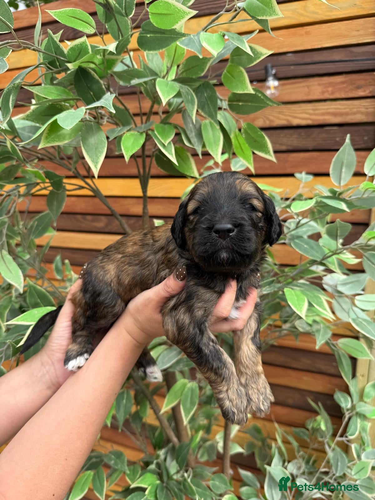 Goldendoodle dogs Beautiful f2b Golden doodles for sale  - Advert 2