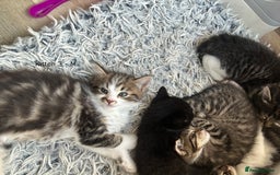 British Longhair cats for sale: Gorgeous Long Hair Tabby's - Ready 25/10/25 - Image 12
