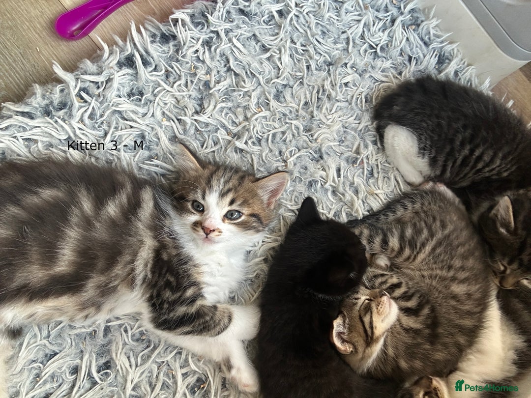 British Longhair cats for sale: Gorgeous Long Hair Tabby's - Ready 25/10/25 - Image 12